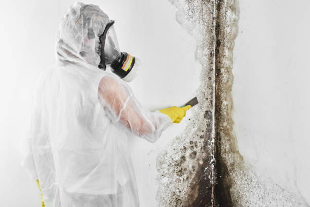 Home Mold Removal in Fruitland, NC