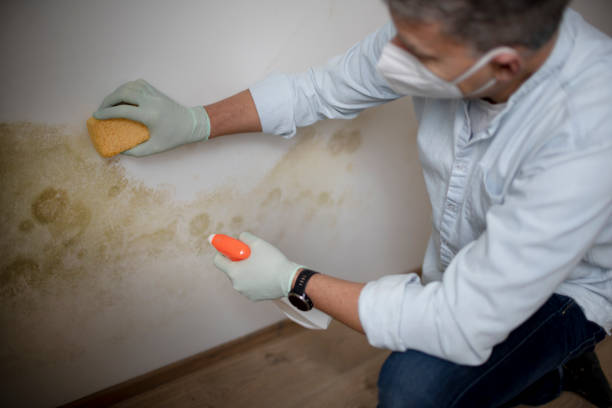 Office Mold Removal Services in Fruitland, NC