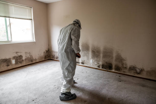 Best Mold Remediation Experts  in Fruitland, NC