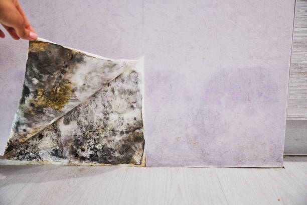 Best Fast Mold Removal  in Fruitland, NC
